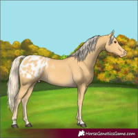 Horse Color:Palomino Blanket