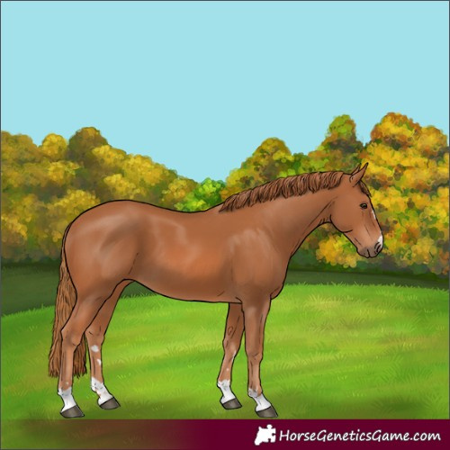 Horse Color:Chestnut 
