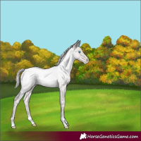 Horse Color:Powder White Platinum Chocolate Palomino Roan Pearl Dun 