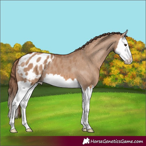 Horse Color:Red Dun Splash Appaloosa 