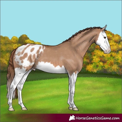 Horse Color:Red Dun Splash Appaloosa 