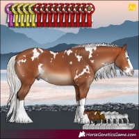 Horse Color:White Spotted Silver Bay Splash