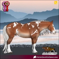 Horse Color:White Spotted Silver Bay Splash