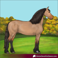 Horse Color:Bay Dun Rabicano 
