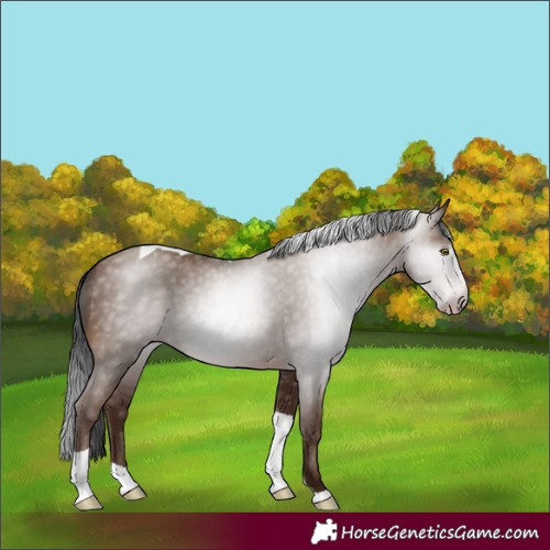 Horse Color:Gray Amber Champagne Tobiano