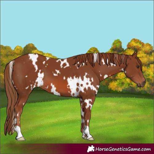 Horse Color:White Spotted Chestnut 