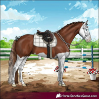 Horse Color:Chestnut Splash 