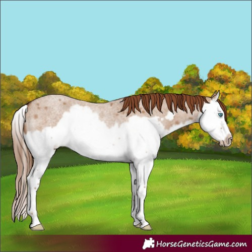 Horse Color:Red Dun Roan Splash Frame
