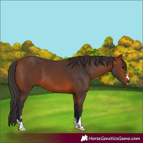 Horse Color:Bay 