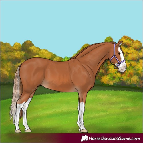 Horse Color:Chestnut Splash 