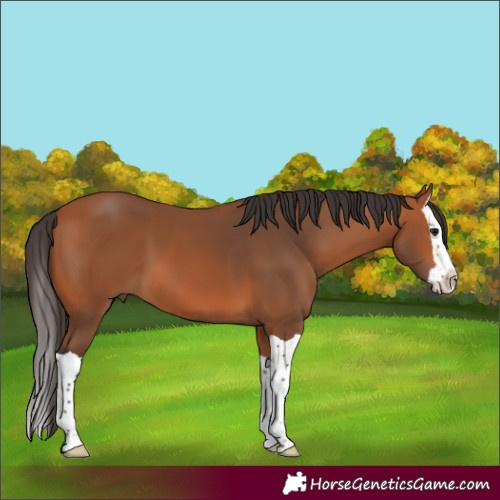 Horse Color:Bay Splash