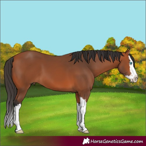 Horse Color:Bay Splash 
