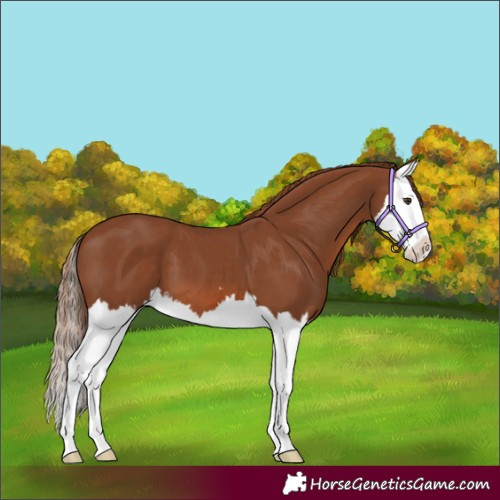 Horse Color:Chestnut Splash 