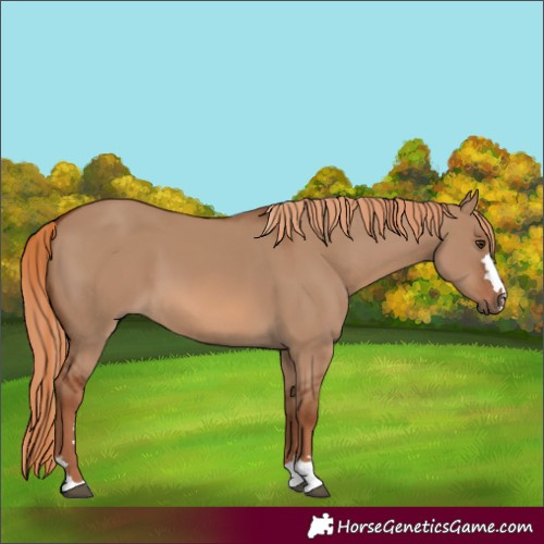 Horse Color:Red Dun 