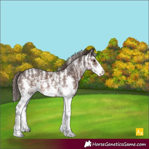 Horse Color:Liver Chestnut Sabino Rabicano 
