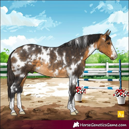 Horse Color:White Spotted Buckskin Rabicano 