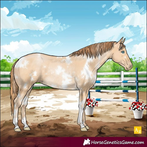 Horse Color:White Spotted Buckskin Pearl Rabicano 