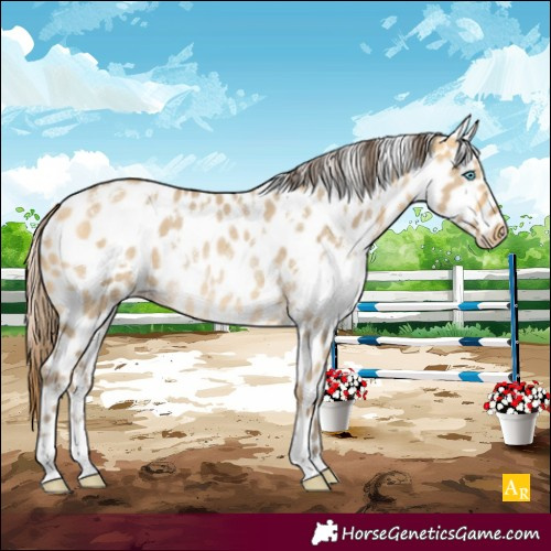 Horse Color:White Spotted Amber Cream Champagne Dun Appaloosa Rabicano