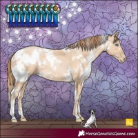 Horse Color:White Spotted Buckskin Pearl