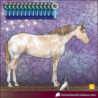 Horse Color:White Spotted Buckskin Pearl