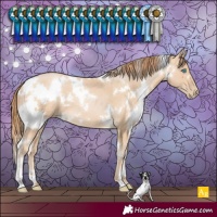 Horse Color:White Spotted Buckskin Pearl