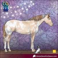 Horse Color:White Spotted Buckskin Pearl