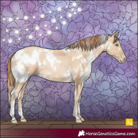 Horse Color:White Spotted Buckskin Pearl 
