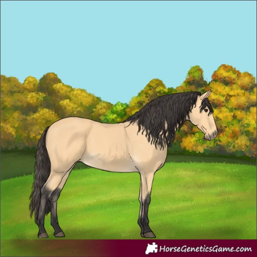 Horse Color:Buckskin