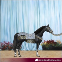 Horse Color:Black  and Gray Black 