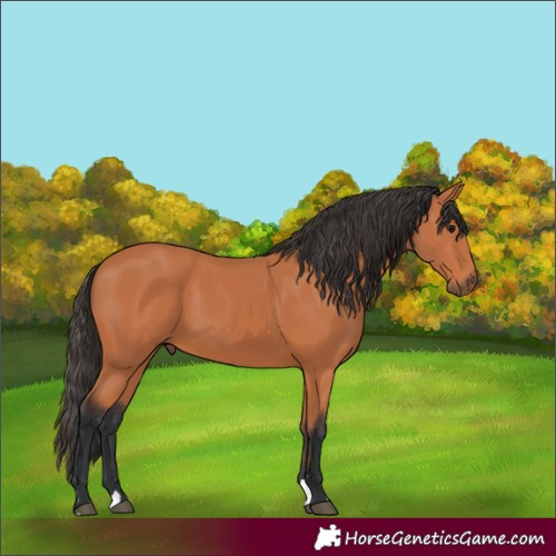 Horse Color:Bay 