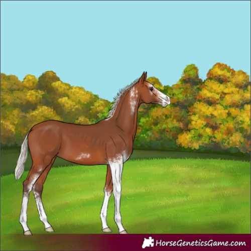 Horse Color:Silver Bay Sabino