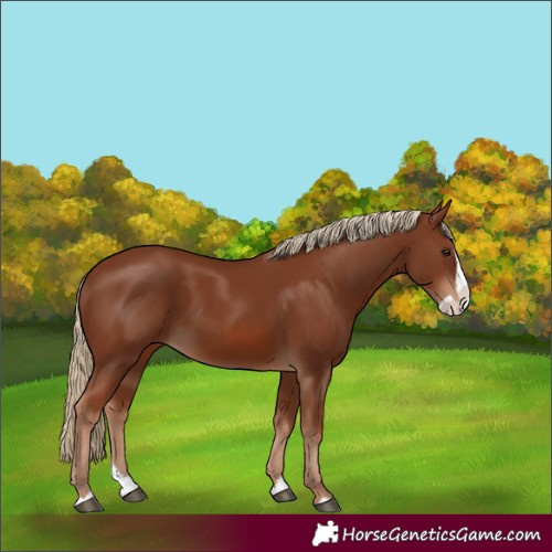 Horse Color:Chestnut Splash 