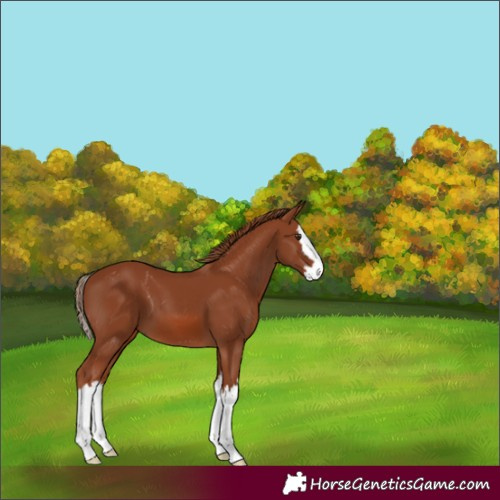 Horse Color:Chestnut Splash 