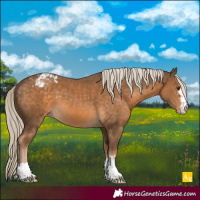 Horse Color:Chocolate Palomino Appaloosa 