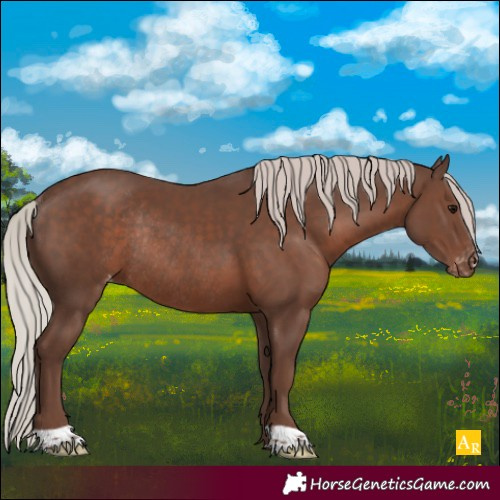 Horse Color:Silver Black Appaloosa Rabicano