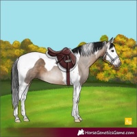 Horse Color:Gray Brown Dun Splash Tobiano 