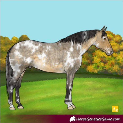 Horse Color:White Spotted Buckskin Roan Dun