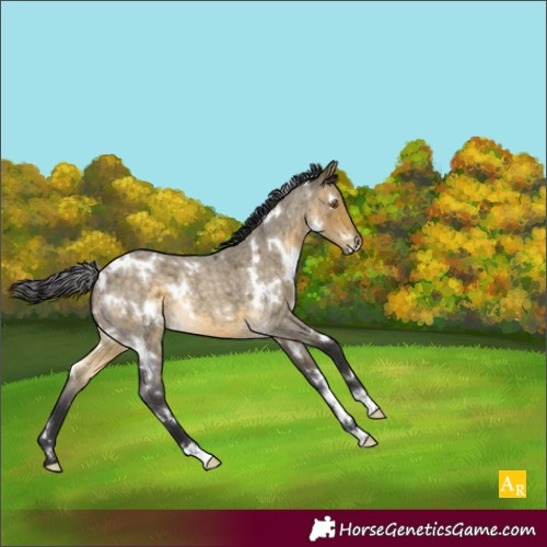 Horse Color:White Spotted Buckskin Roan Dun