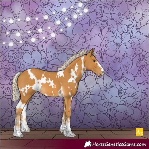 Horse Color:White Spotted Palomino 