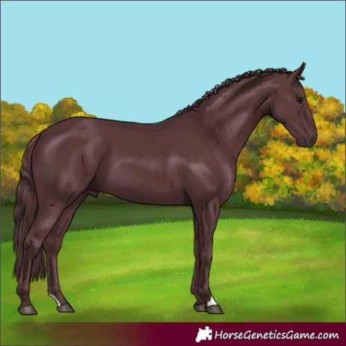 Horse Color:Chocolate Black
