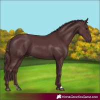 Horse Color:Chocolate Black