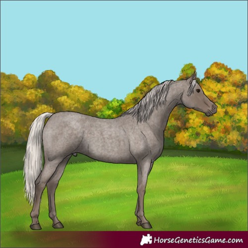 Horse Color:Silver Blue Roan 
