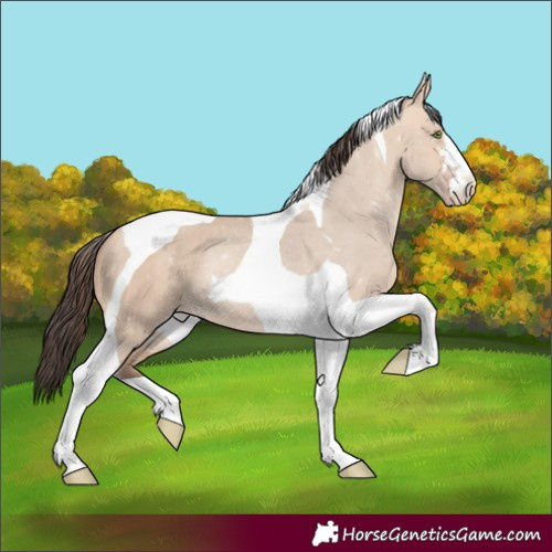 Horse Color:Amber Champagne Dun Tobiano Rabicano 