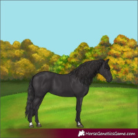 Horse Color:Smoky Black