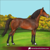 Horse Color:Bay Varnish