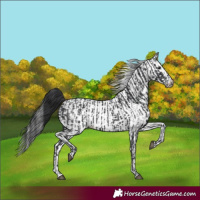 Horse Color:Black and White Spotted Black