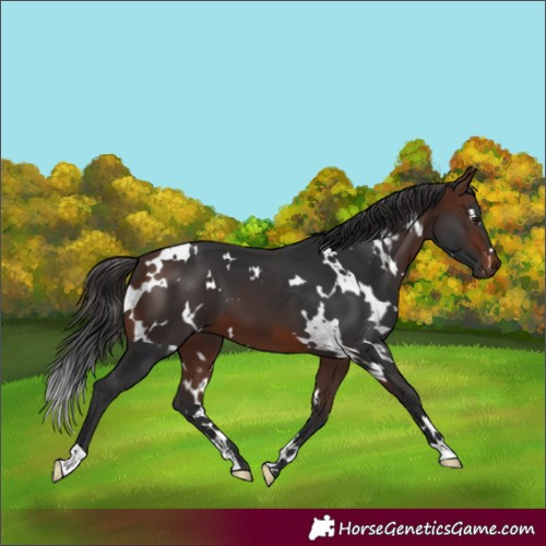 Horse Color:White Spotted Brown 