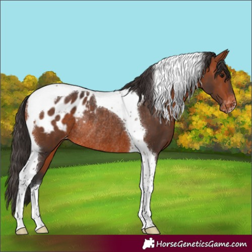 Horse Color:Bay Tobiano Appaloosa Rabicano