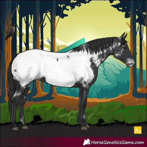 Horse Color:White Spotted Black Near Fewspot Rabicano 