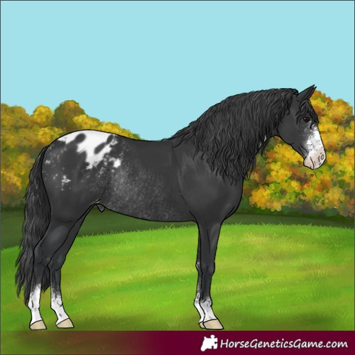 Horse Color:Black Sabino Blanket Rabicano 